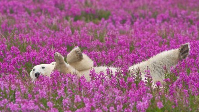 گلستان-بنفش-خرس-خرس قطبی-حیوان-گل-حیوانات